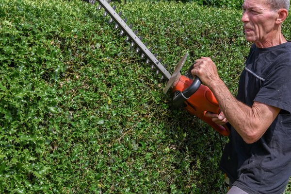 Quand tailler les haies : conseils pour un jardin harmonieux