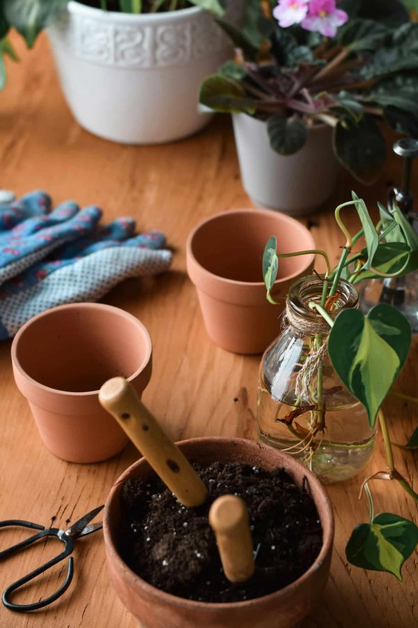 Conseils pratiques pour planter dans une jarre en terre cuite